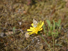 Aricia agestis