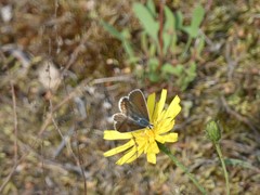 Aricia agestis