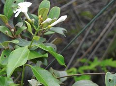 Melodinus suaveolens