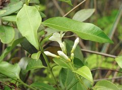 Melodinus suaveolens