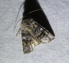 Litholomia napaea