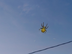 Araneidae