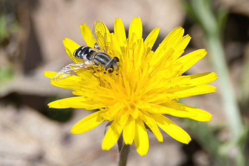 Two-lined Swamp Fly photo 3