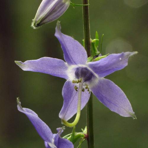 American Bellflower (Campanula americana)
