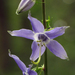 American Bellflower - Photo (c) Annkatrin Rose, some rights reserved (CC BY-NC-SA)