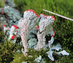 Cladonia incrassata