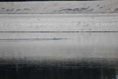 Aechmophorus occidentalis