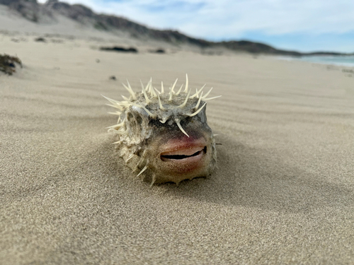 Blow up (Diodon nicthemerus) — Diodontidae — 2