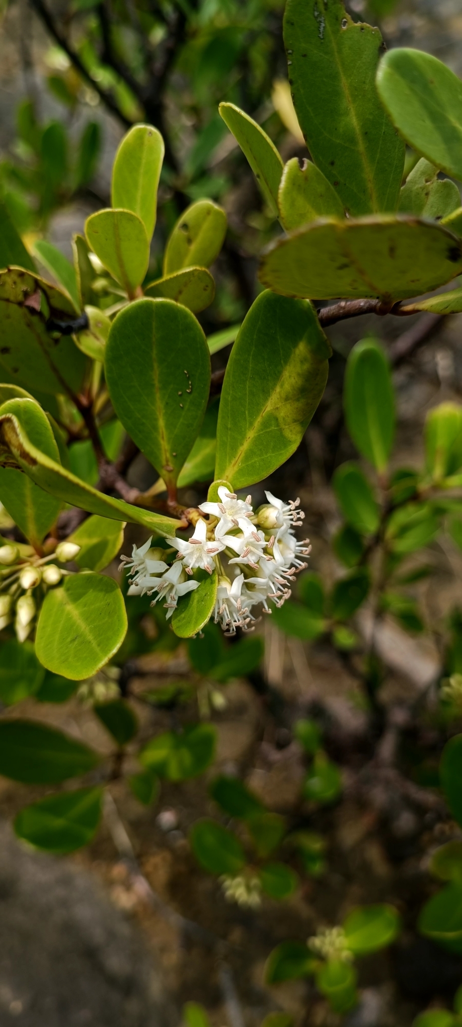 Sú (Aegiceras corniculatum)