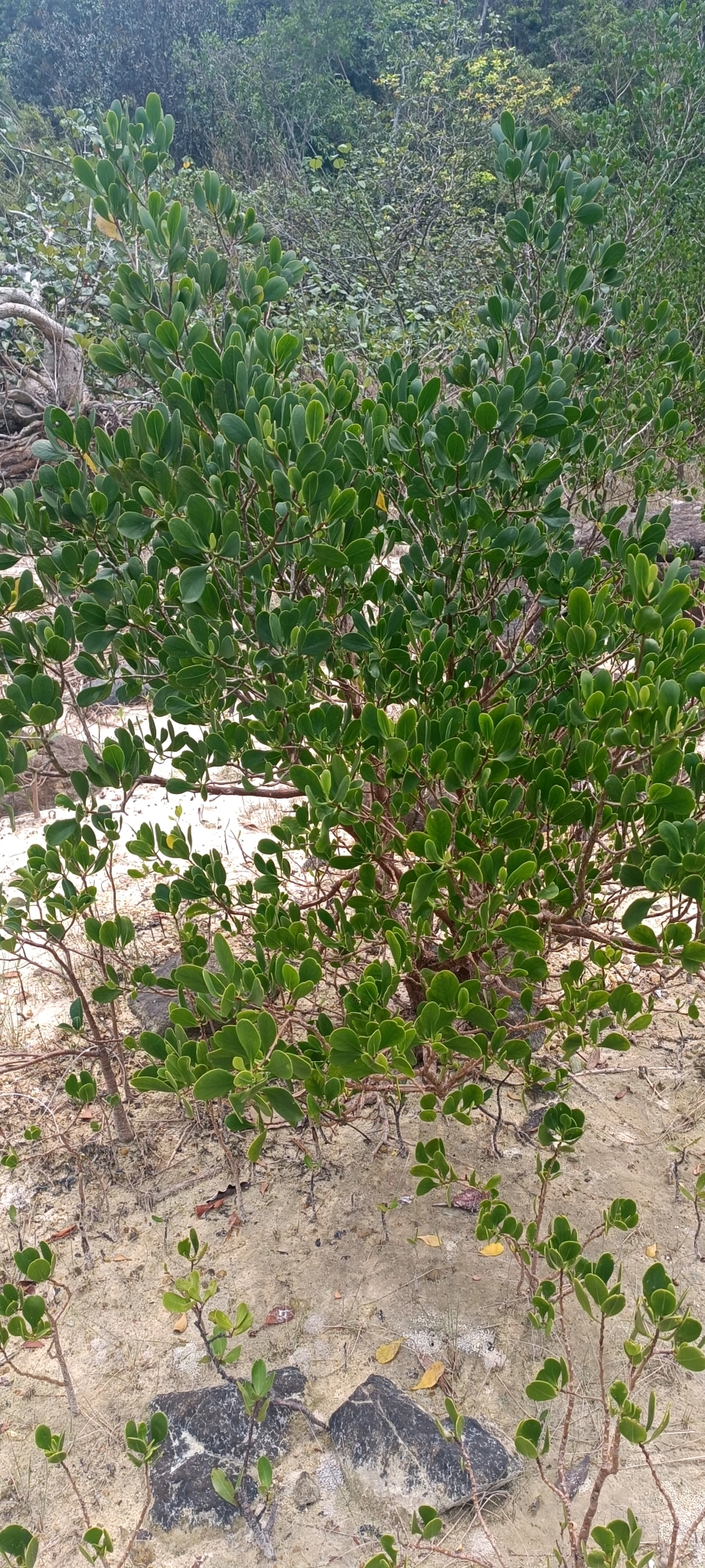Sú — ảnh 3