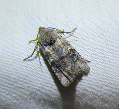 Litholomia napaea