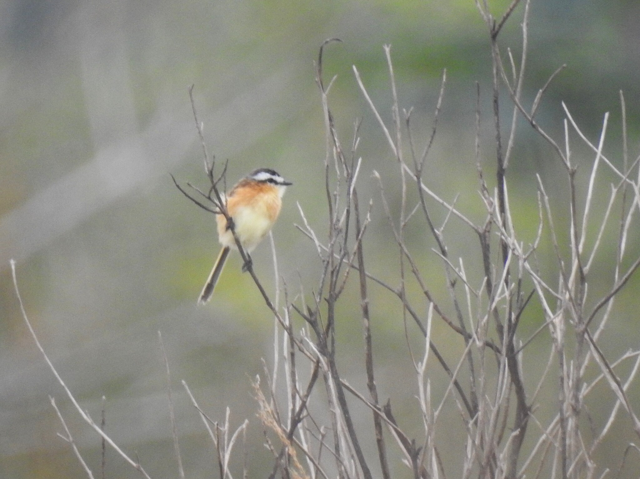 Sharp-tailed Grass Tyrant (Culicivora caudacuta), photo 3