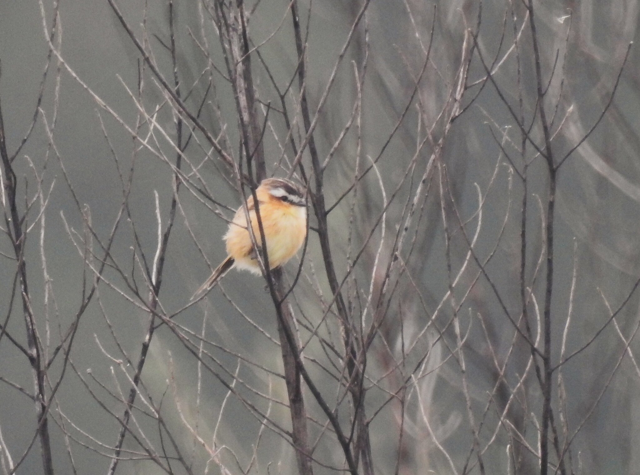 Sharp-tailed Grass Tyrant (Culicivora caudacuta), photo 2