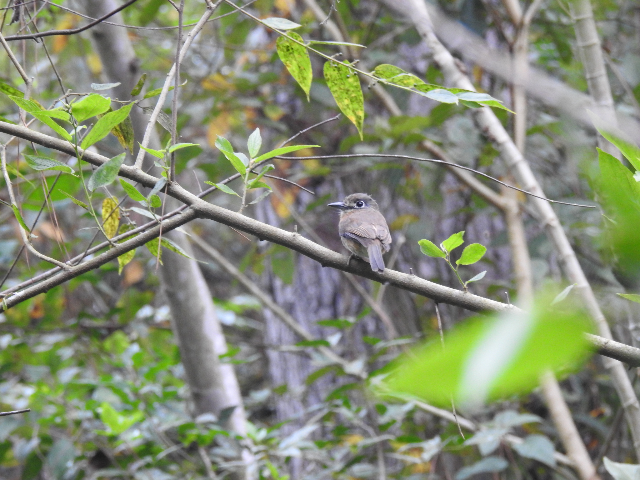 Rusty-breasted Nunlet (Nonnula rubecula), photo 3