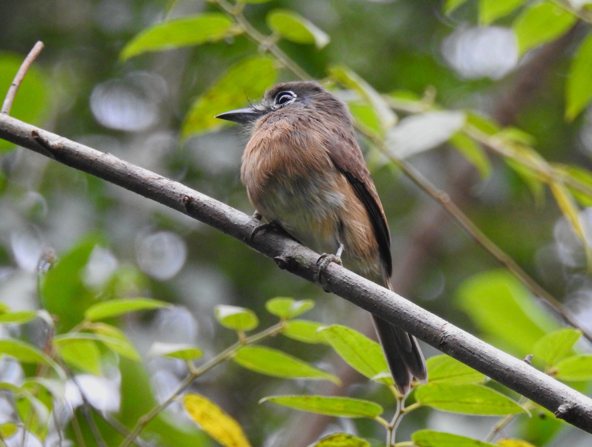 Rusty-breasted Nunlet (Nonnula rubecula), photo 2