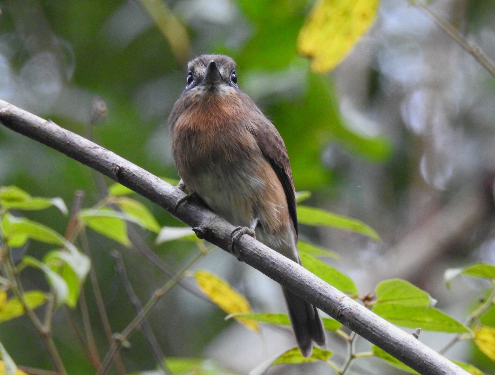 Rusty-breasted Nunlet (Nonnula rubecula), photo 4