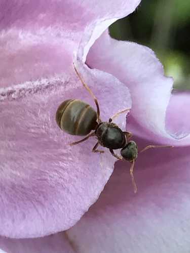 Woodland Fuzzy Ant