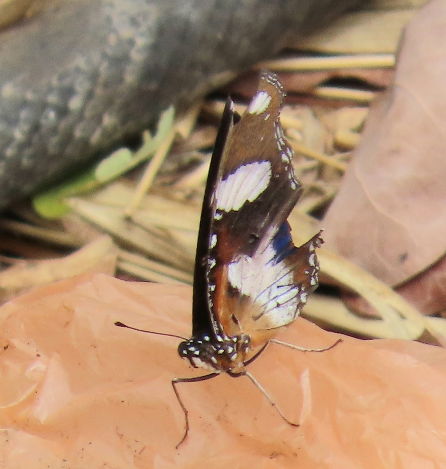 Danaid Eggfly