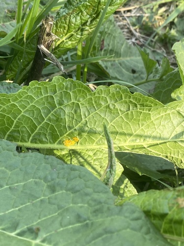 Green Dock Beetle photo 5
