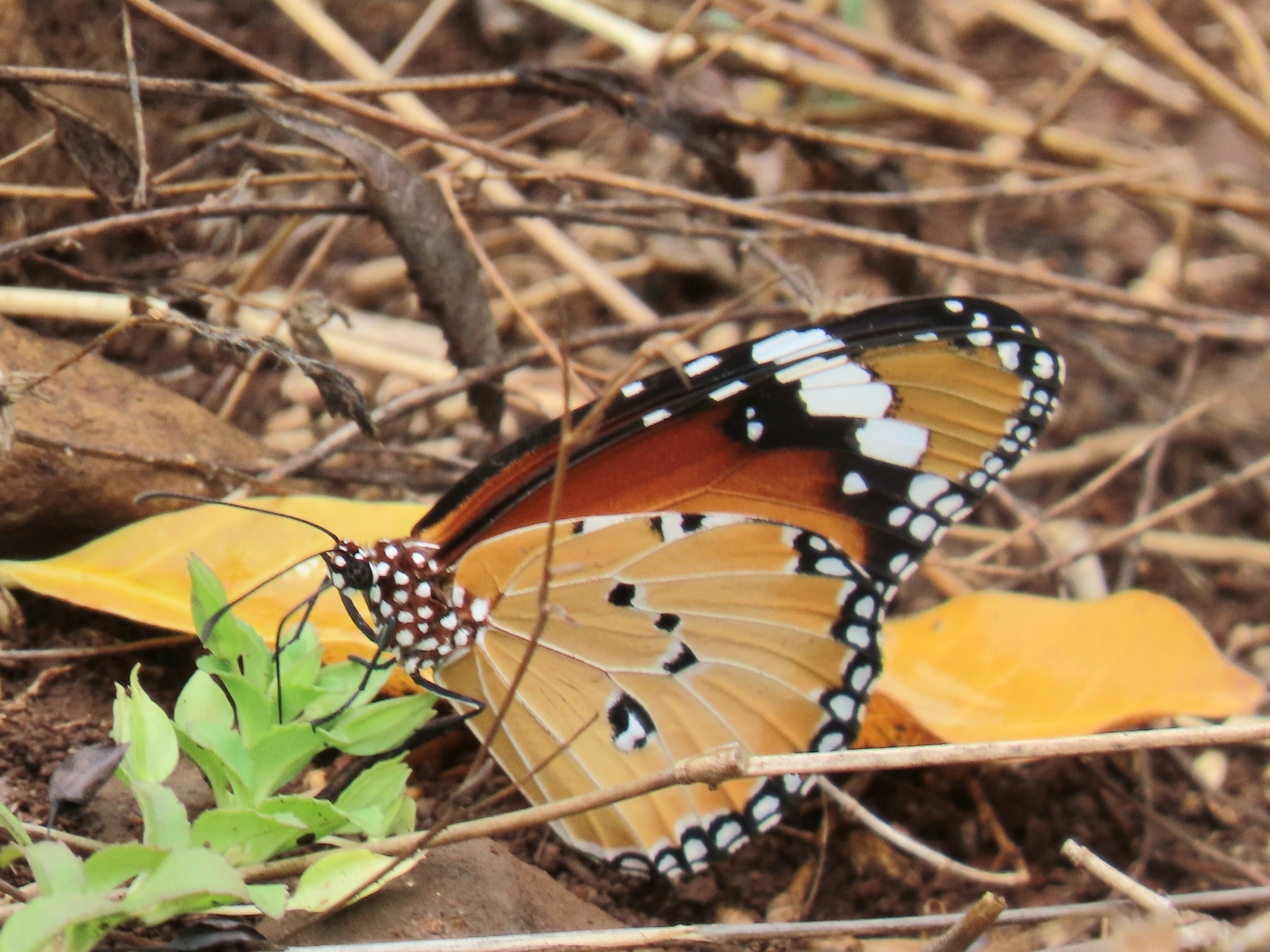 Plain Tiger