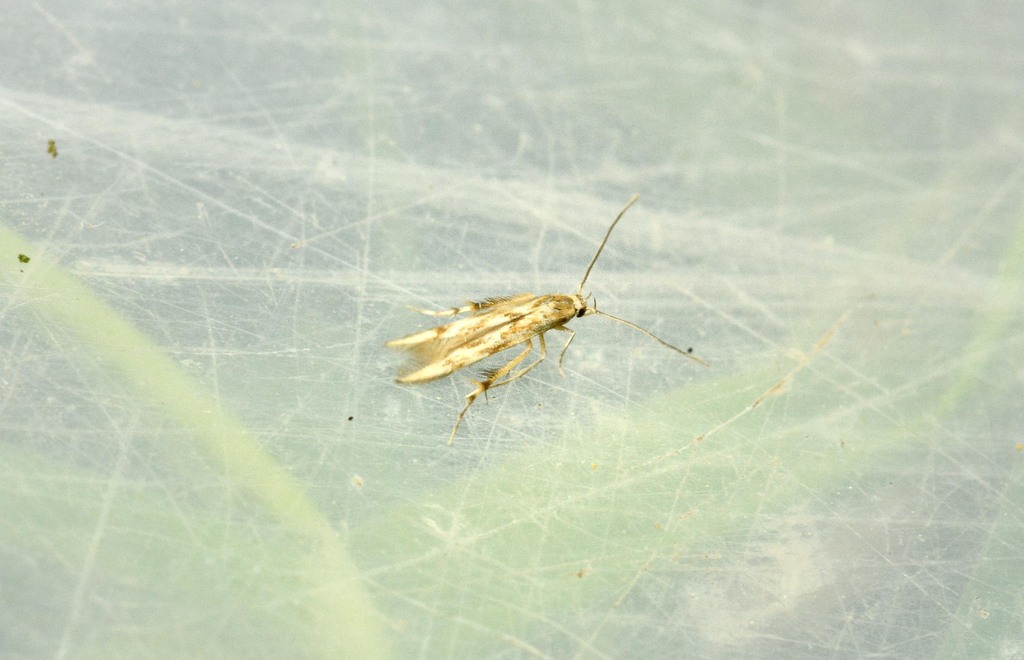 Pachyrhabda steropodes