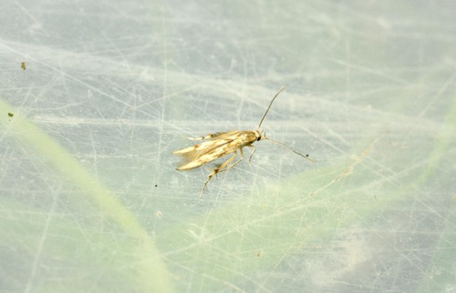 Pachyrhabda steropodes