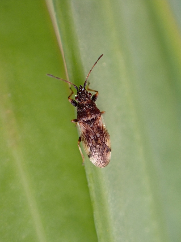 Macroplax vicina