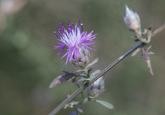 Centaurea deusta