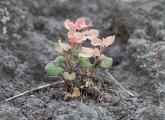 Magnoliopsida