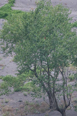Magnoliopsida