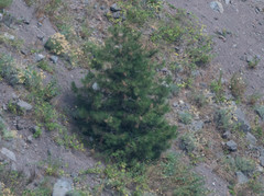 Pinus