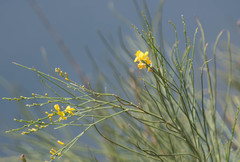 Spartium junceum