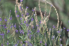 Linaria purpurea