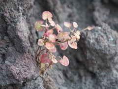 Rumex scutatus