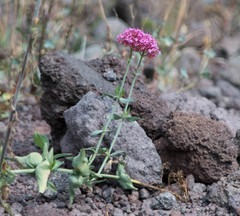 Centranthus ruber
