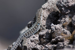 Podarcis siculus