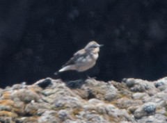 Oenanthe oenanthe