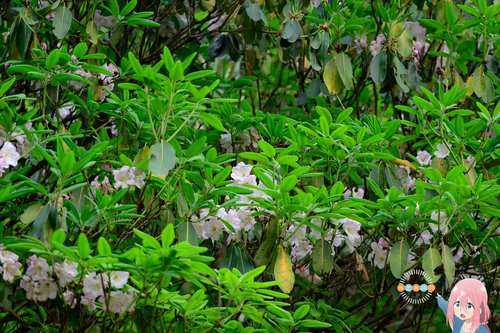 Rhododendron fortunei, 2025-04-25