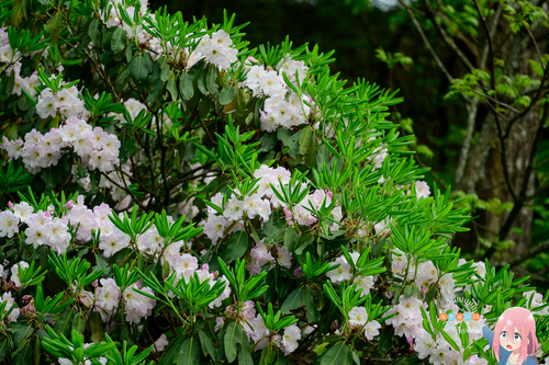 Rhododendron fortunei, 2025-04-25