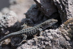 Podarcis siculus
