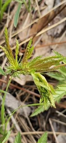 Image of Filipendula rubra by no rights reserved