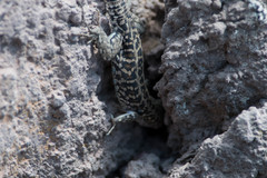 Podarcis siculus