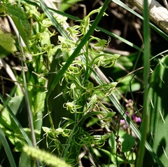 Habenaria novemfida