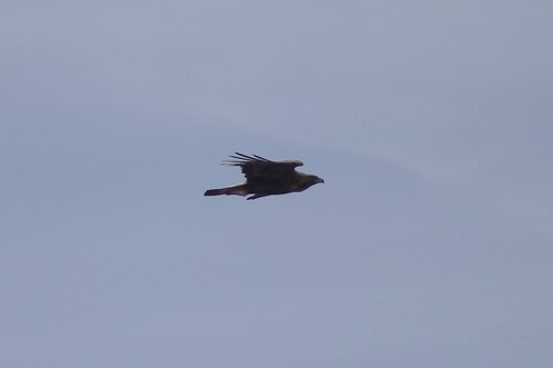 Águila real (Aquila chrysaetos)