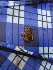 Odorrana exiliversabilis