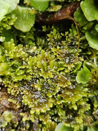 Riccardia multifida