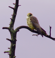 Falco vespertinus
