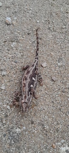 Namaqua Chameleon