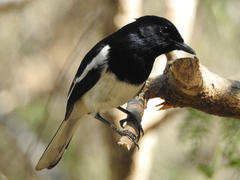 Copsychus albospecularis