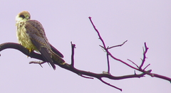 Falco vespertinus